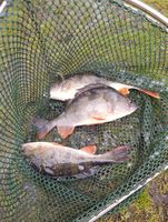 41930068-faa4-42f0-a288-21f8bd3d286c (1).jpg